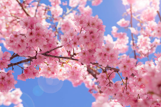 Cherry blossoms in full bloom, a symbol of spring