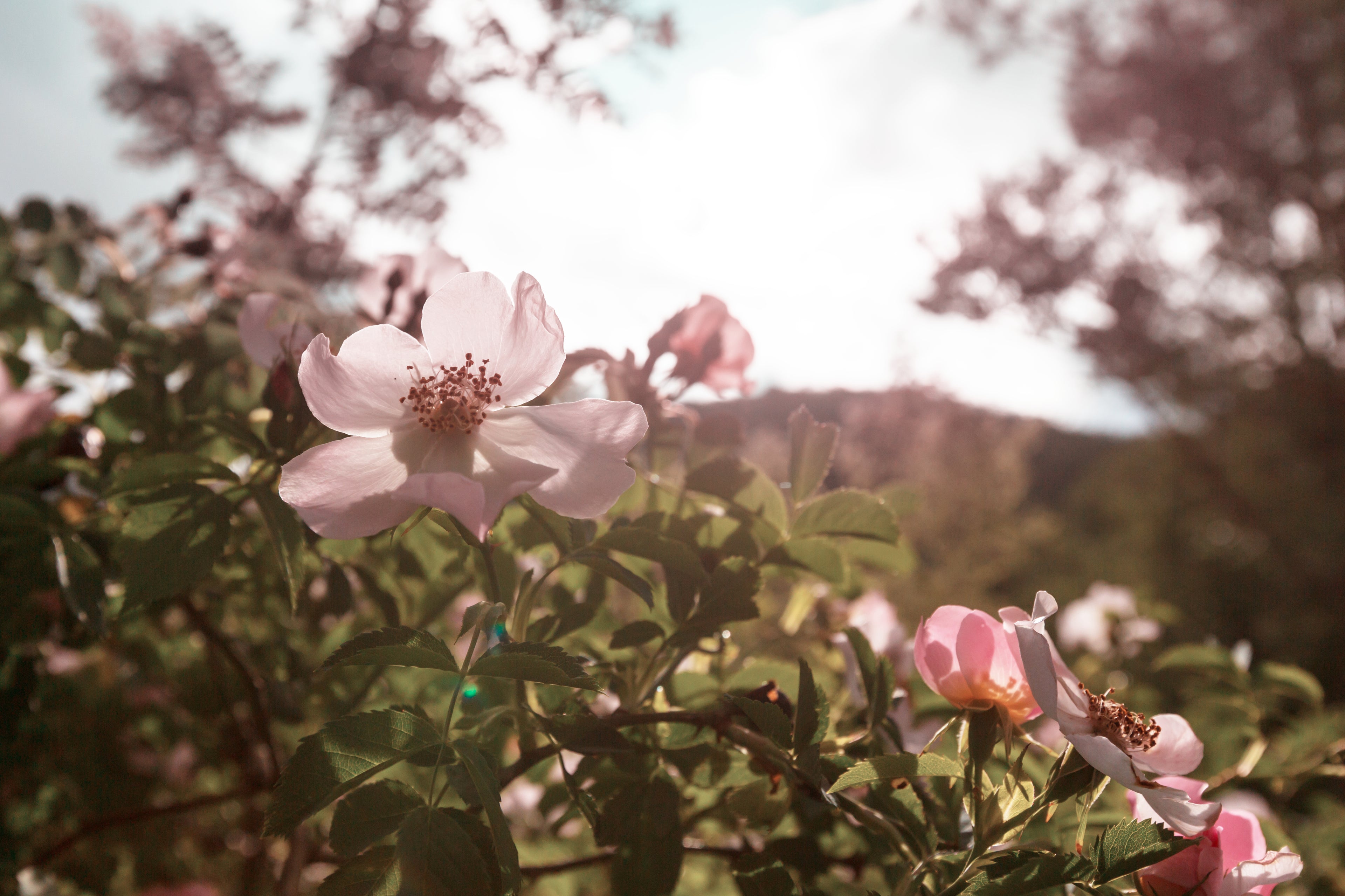 Wild roses and leaves